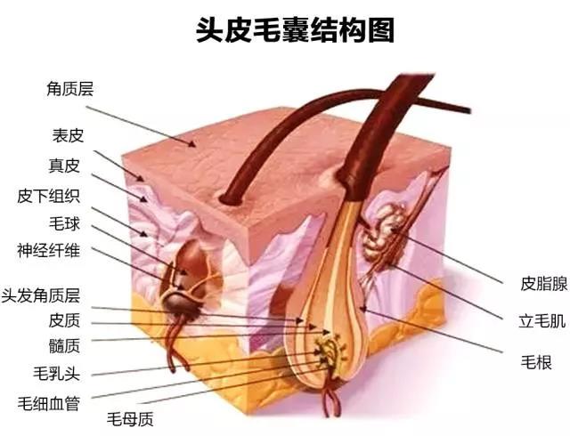 君丝佳生态养发馆加盟